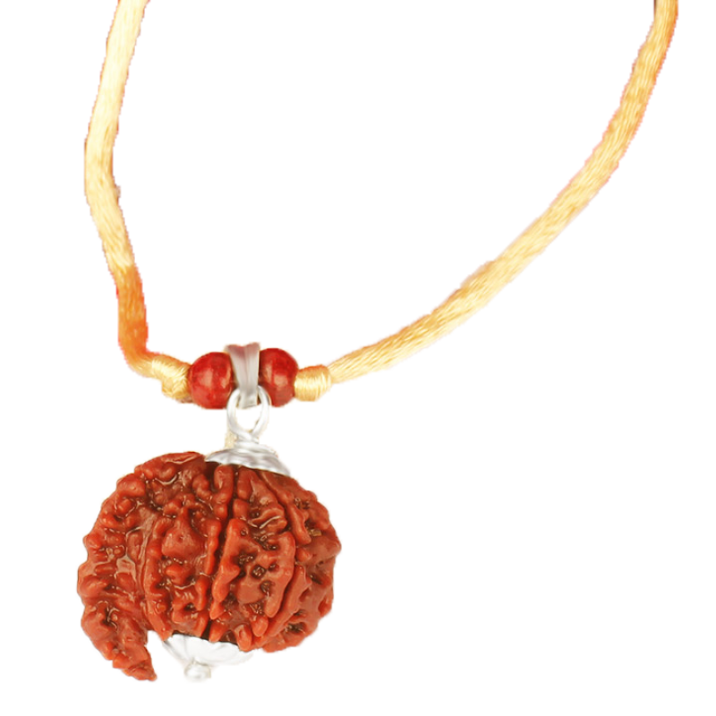 Buy Savar Naag 6 Mukhi Rudraksha Nepal Silver Capped In Thread 24mm